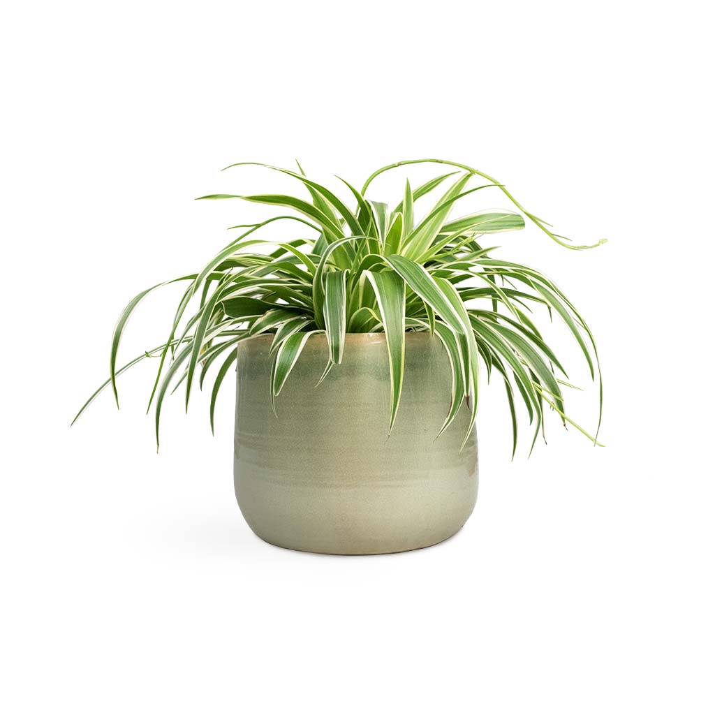 Iris Plant Pot - Mint