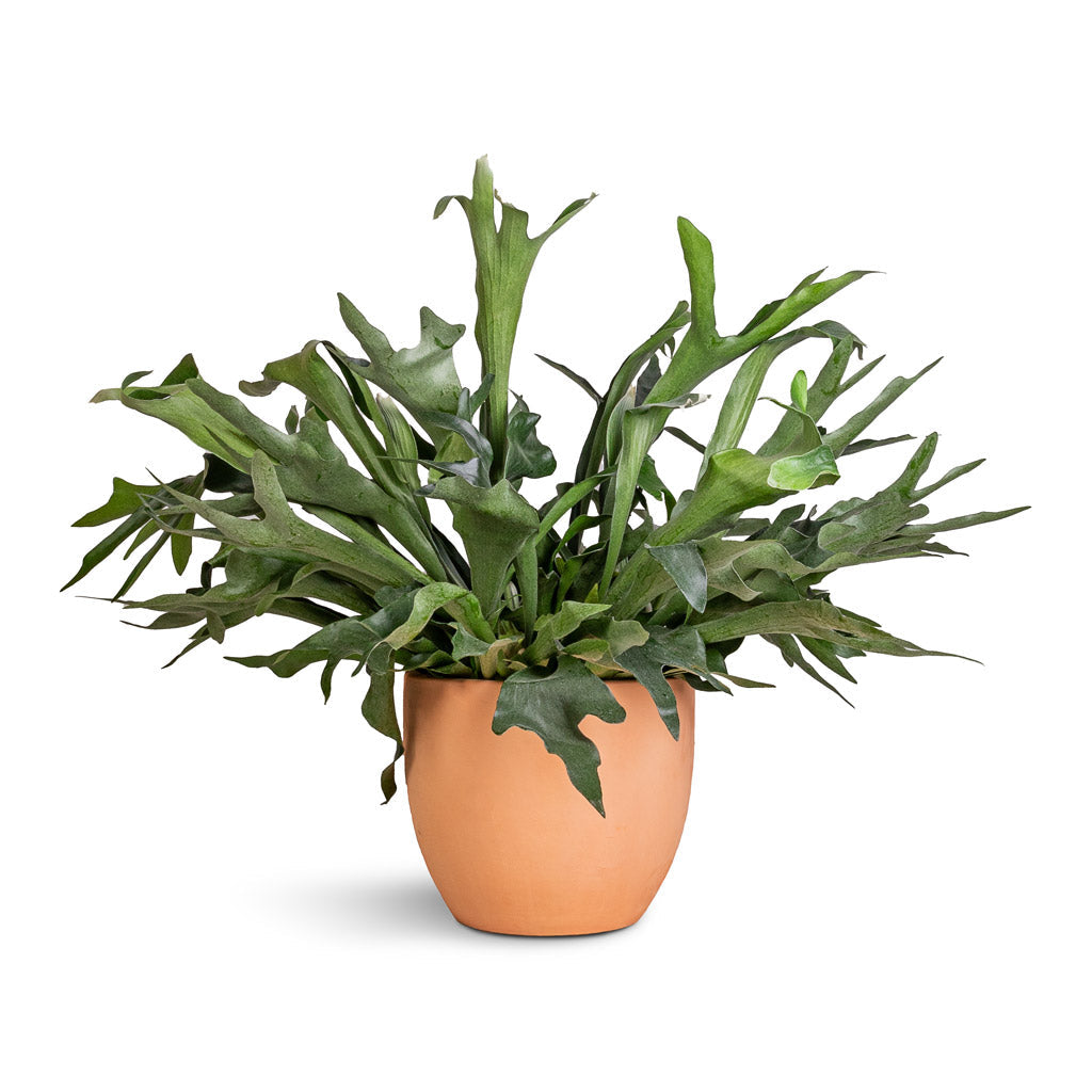 Terracotta Plant Pot