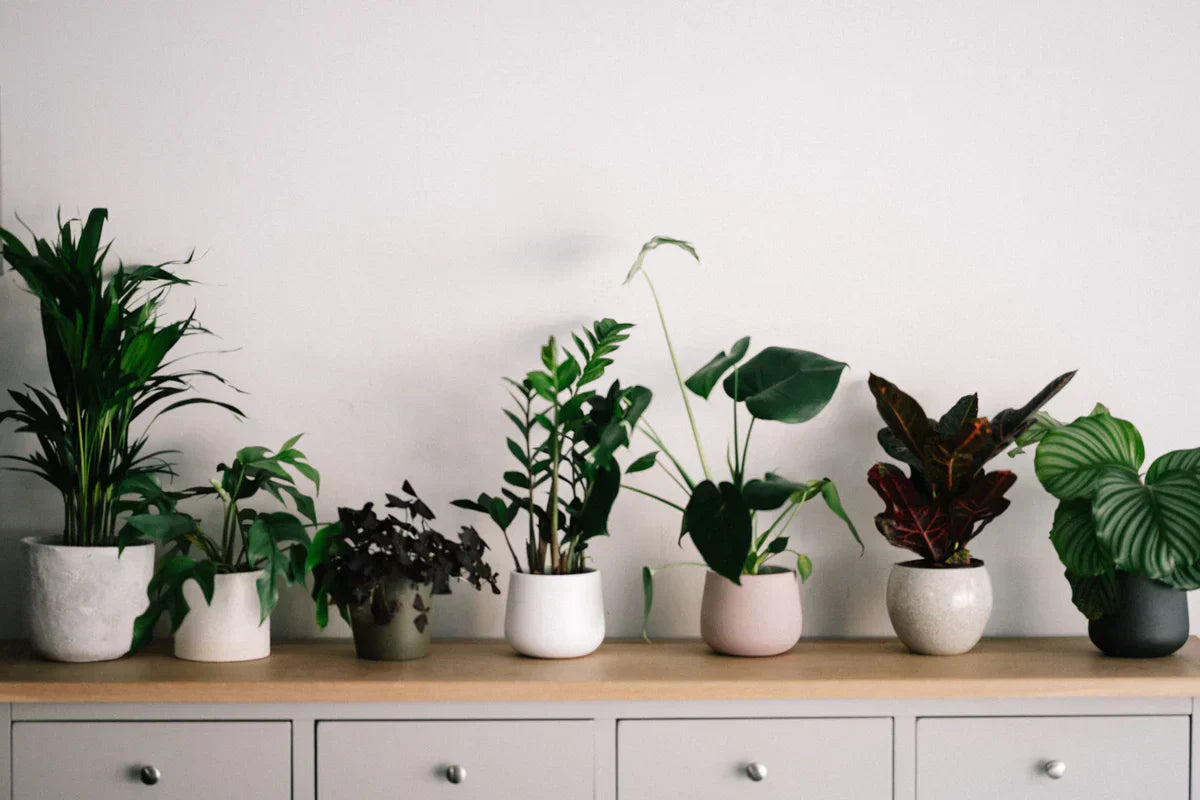 Why Self-Watering Plant Pots Are a Game Changer for Indoor Plants