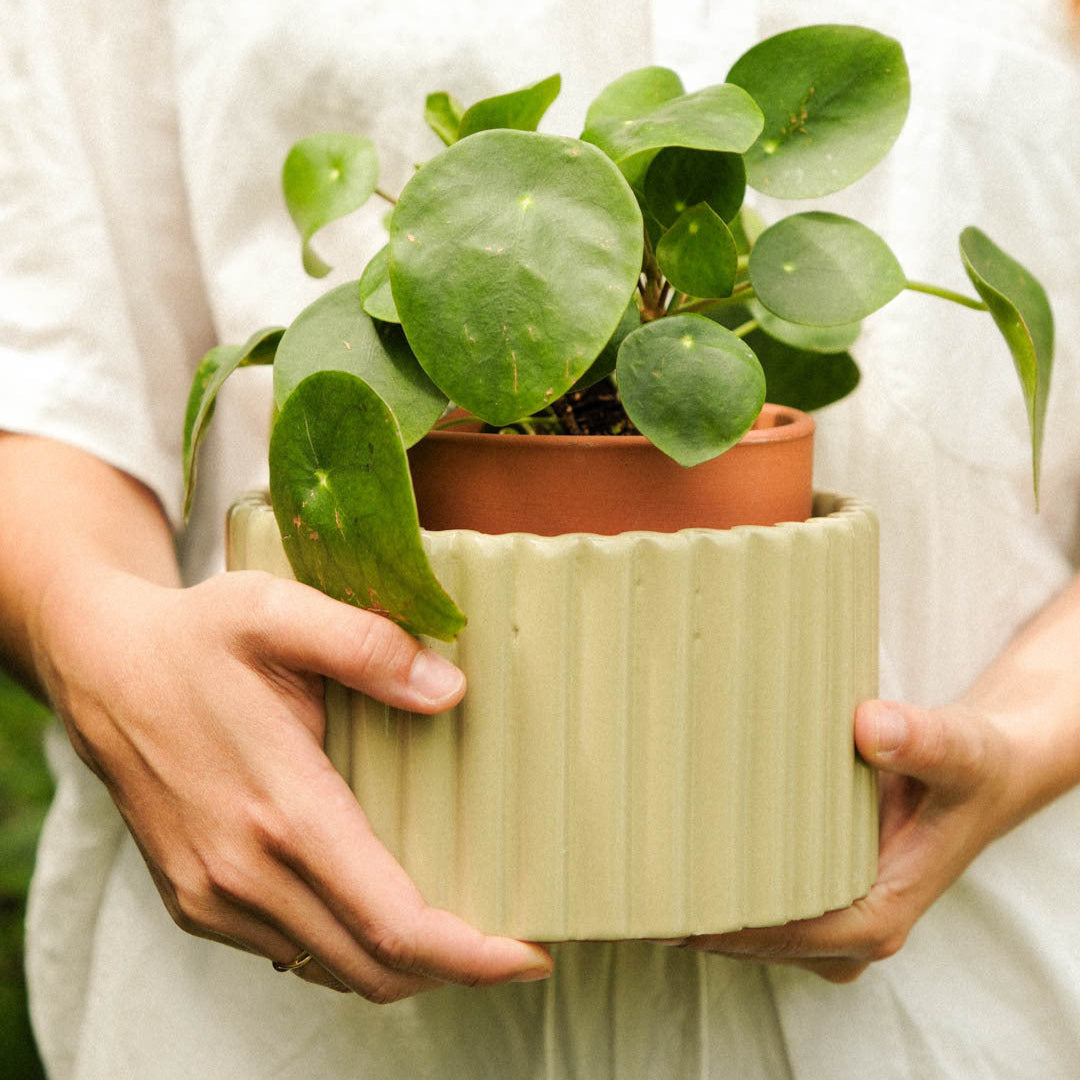 Self-watering pot Paula - Sage green