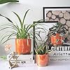 Gepege Ceramic Indoor Orchid Flower Pots