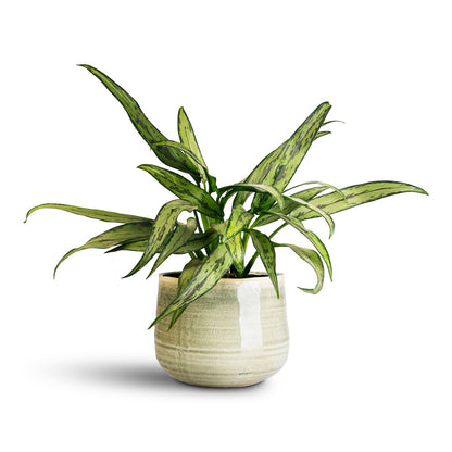 Iris Plant Pot - Mint