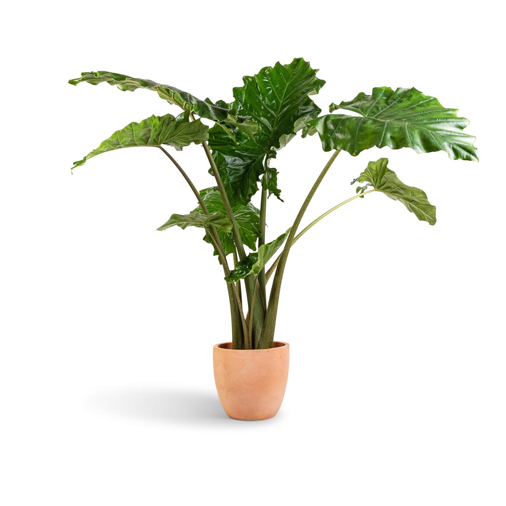 Terracotta Plant Pot