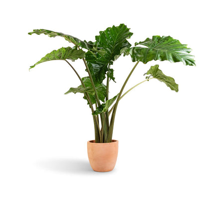 Terracotta Plant Pot