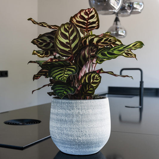 Esra Plant Pot - Concrete