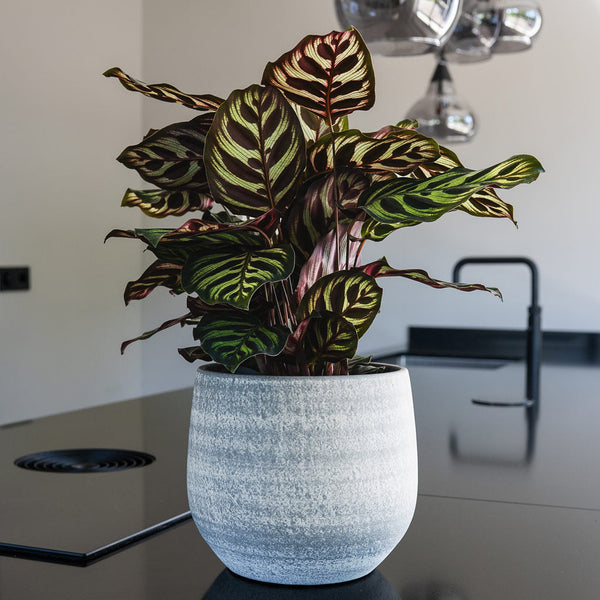Esra Plant Pot - Concrete