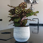 Esra Plant Pot - Concrete