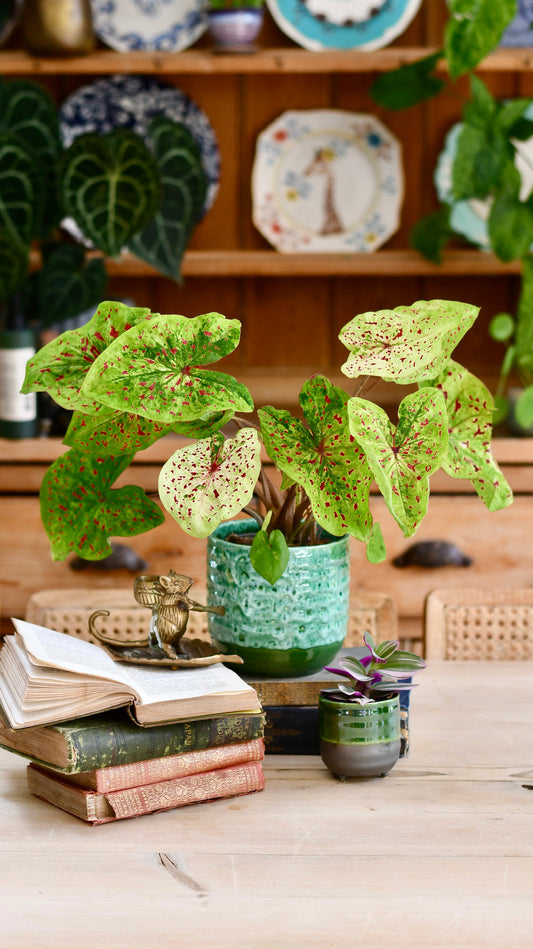 Reactive Glaze Planter (Emerald 13cm Plant Pot)