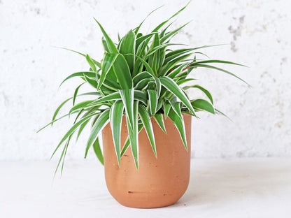 Terracotta Plant Pots Set Of 3 - U curved